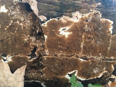 Serpula himantioides