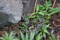Geranium robertianum