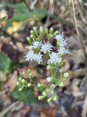 Ageratina jucunda