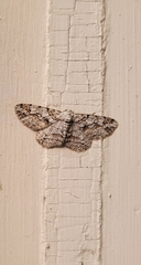 Iridopsis larvaria
