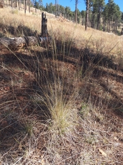 Muhlenbergia montana