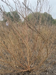 Bassia