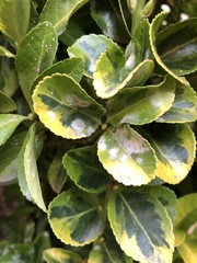 Erysiphe euonymicola