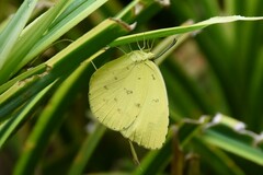 Eurema hecabe