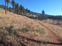 Muhlenbergia montana