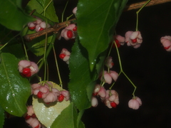 Euonymus hamiltonianus