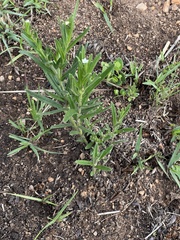 Lithospermum papillosum