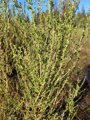 Genista monspessulana