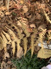 Athyrium filix-femina