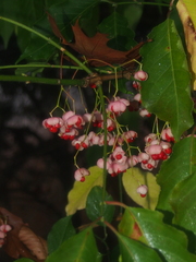 Euonymus hamiltonianus