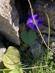 Ipomoea purpurea