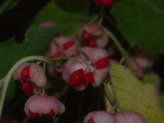 Euonymus hamiltonianus