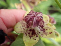 Pachycarpus natalensis