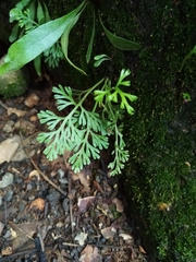 Odontosoria gymnogrammoides