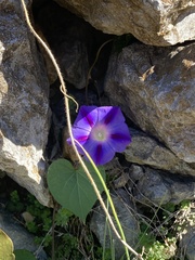 Ipomoea purpurea