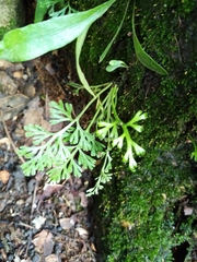 Odontosoria gymnogrammoides