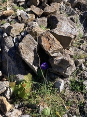 Ipomoea purpurea