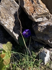 Ipomoea purpurea