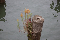 Solidago lepida
