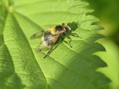 Volucella bombylans