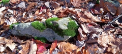 Dicranum montanum
