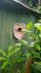 Aristolochia