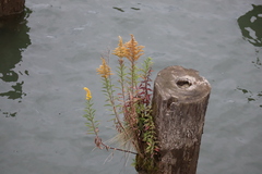 Solidago lepida