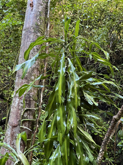 Dracaena fragrans