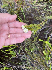 Lachnaea densiflora