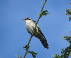 Chrysococcyx caprius