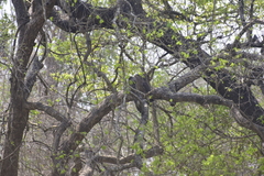 Circaetus cinerascens