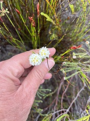 Lachnaea densiflora