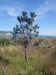 Leucadendron argenteum