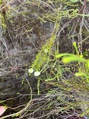 Lachnaea densiflora