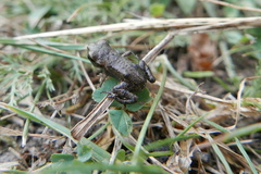 Bufo verrucosissimus