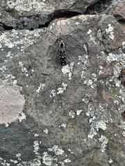 Sarosesthes fulminans