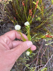 Lachnaea densiflora