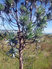 Leucadendron argenteum