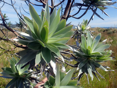 Leucadendron argenteum
