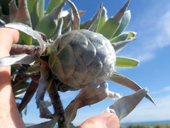 Leucadendron argenteum