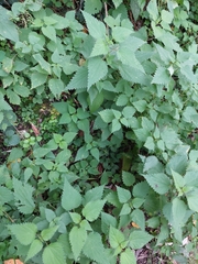 Urtica dioica