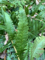 Dryopteris celsa