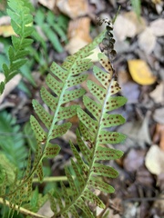 Dryopteris celsa