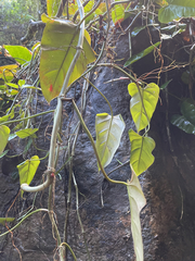Philodendron erubescens