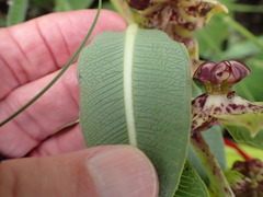 Pachycarpus natalensis