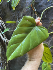 Philodendron erubescens
