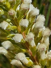 Spatalla curvifolia