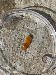 Styelidae