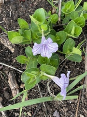 Ruellia cordata