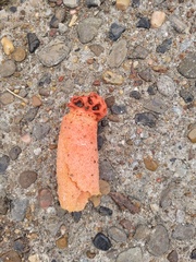 Simblum sphaerocephalum